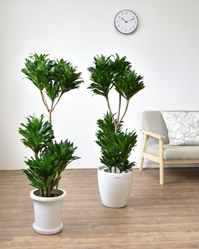 観葉植物 本物 ドラセナ・コンパクタ 8号鉢 大型 室内用 インテリア