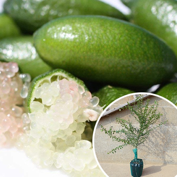 フィンガーライム樹高0.3m前後 13.5cmポット 苗木 1年生 1本で実がなる