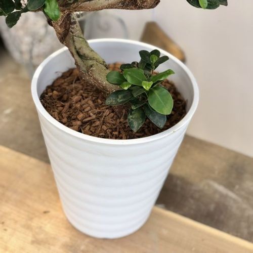 おしゃれ 観葉植物：ガジュマル 昇り竜 多幸の木 *セラアート バーク