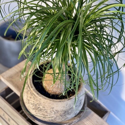 観葉植物：ノリナ トックリラン*ポニーテール 受皿付 現品 : 遊恵盆栽