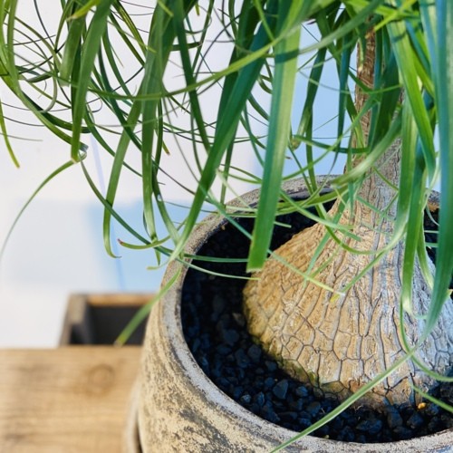 観葉植物：ノリナ トックリラン*ポニーテール 受皿付 現品 : 遊恵盆栽