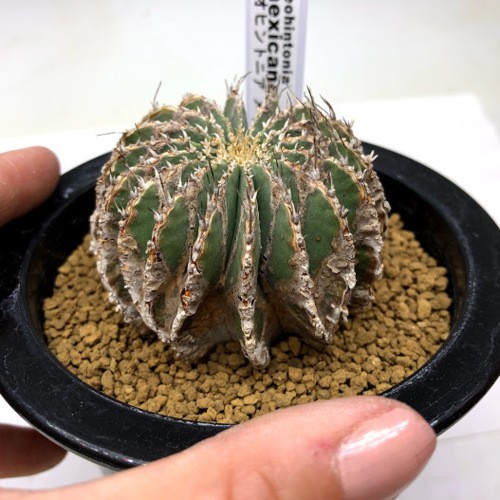サボテン：ゲオヒントニア メキシカーナ*幅5.5cm 現品！一品限り