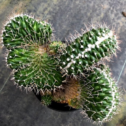サボテン：マミラリア 白竜丸綴化*幅20cm 現品 一品限り : 遊恵盆栽