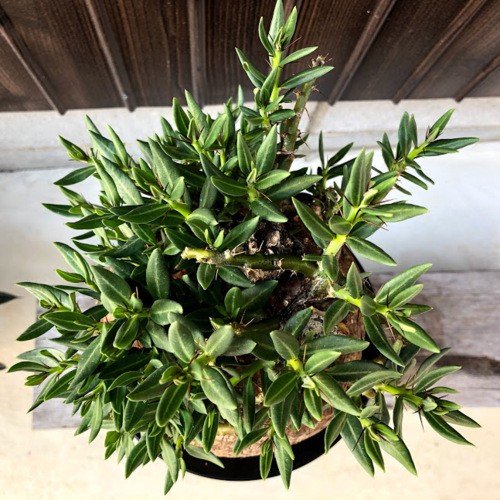 コーデックス：パキポディウム ビスピノーサム*塊根幅16cm 現品