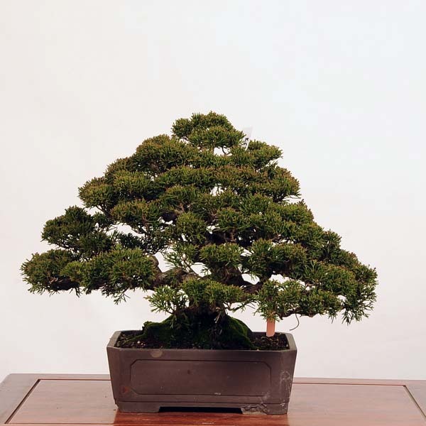 中品盆栽：特選糸魚川真柏*現品 しんぱく シンパク Shinpaku 送料無料