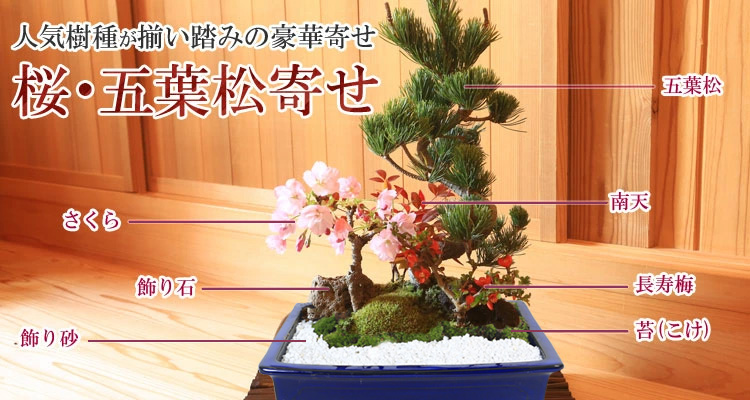 盆栽：桜・五葉松寄せ植え*＜青長角縁付鉢＞(2026年春開花予定)鉢植え