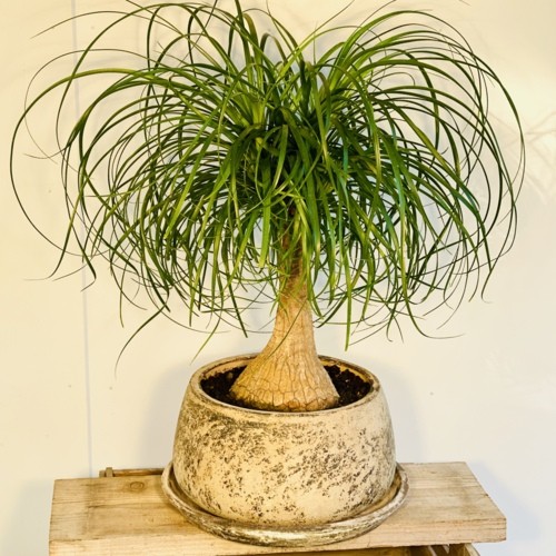 観葉植物：ノリナ トックリラン*ポニーテール 受皿付 現品 : 遊恵盆栽