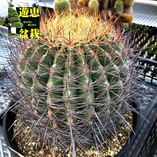 サボテン：フェロカクタス 偉冠玉*幅21cm 現品！一品限り : 遊恵盆栽