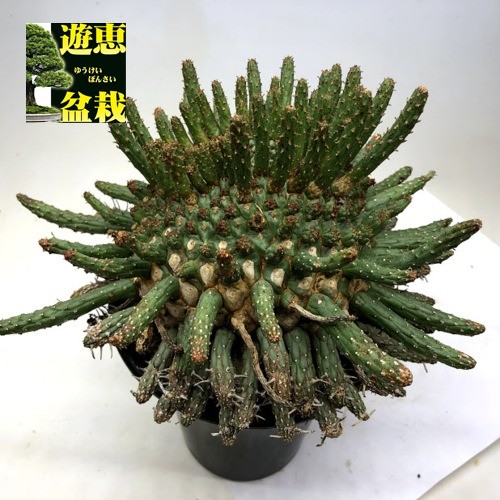 多肉植物：ユーフォルビア フスカ 蛮蛇頭*幅22cm 現品！一品限り