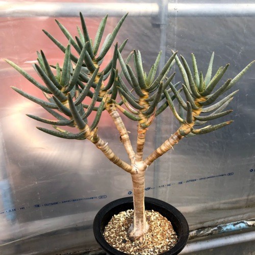 多肉植物：アロエ ラモシシマ*幅43cm 現品！一品限り ※葉に焼けあり