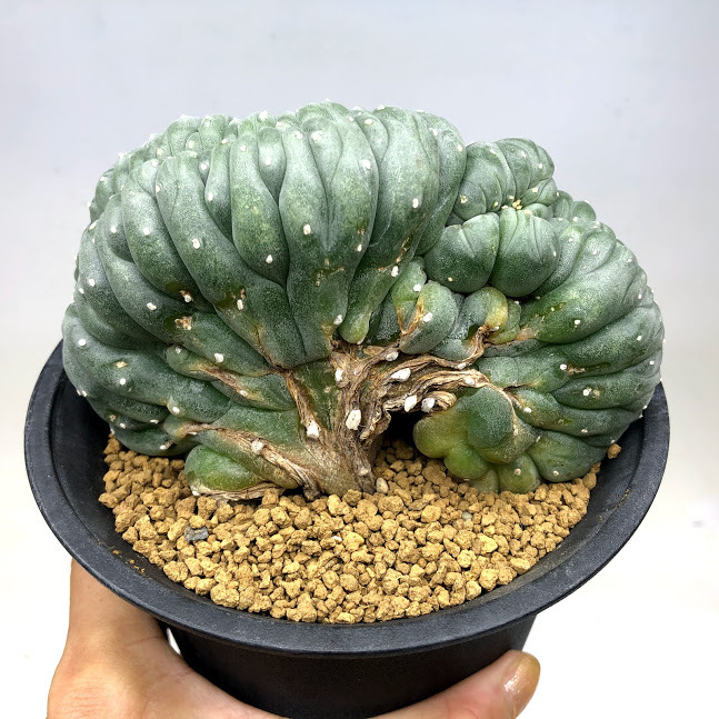 サボテン：ロフォフォラ 烏羽玉綴化（うばたまてっか）自根*幅12cm