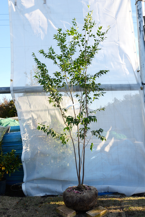 ハイノキ（山採り）一覧