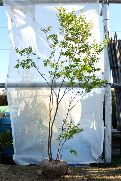 ハイノキ（山採り）一覧