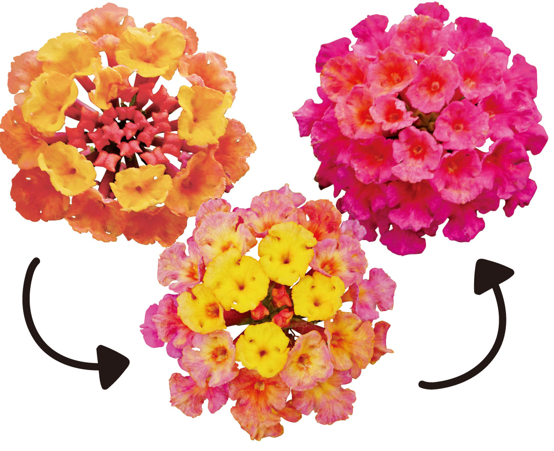 花苗 スーパーランタナ トロピカルサンセットPVP 2株 : 花と緑 国華園