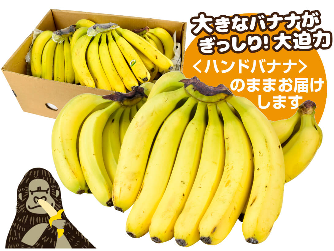 バナナ エクアドル産 2房 約6kg前後 ご家庭用 ハンドバナナ 送料無料