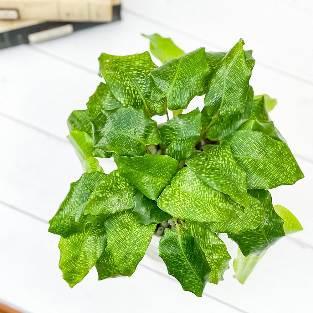 PLANCHU 観葉植物 カラテア ムサイカ 4号鉢 受け皿付き 育て方説明書