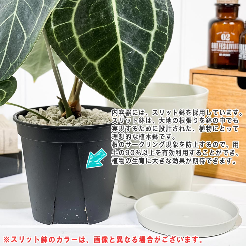 PLANCHU 観葉植物 アンスリウム クラリネルビウム 5号鉢 受け皿付き