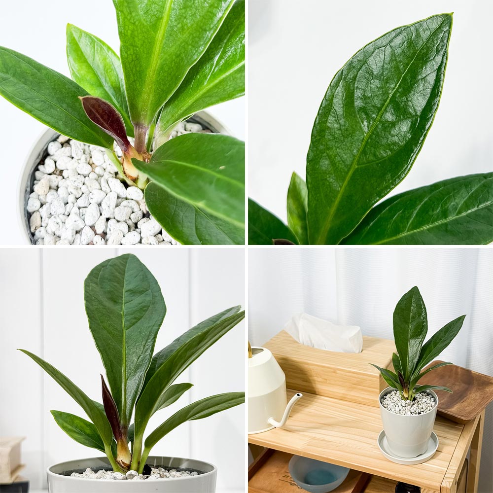 PLANCHU 観葉植物 アンスリウム プロウマニー 3.5号鉢 受け皿付き 育て