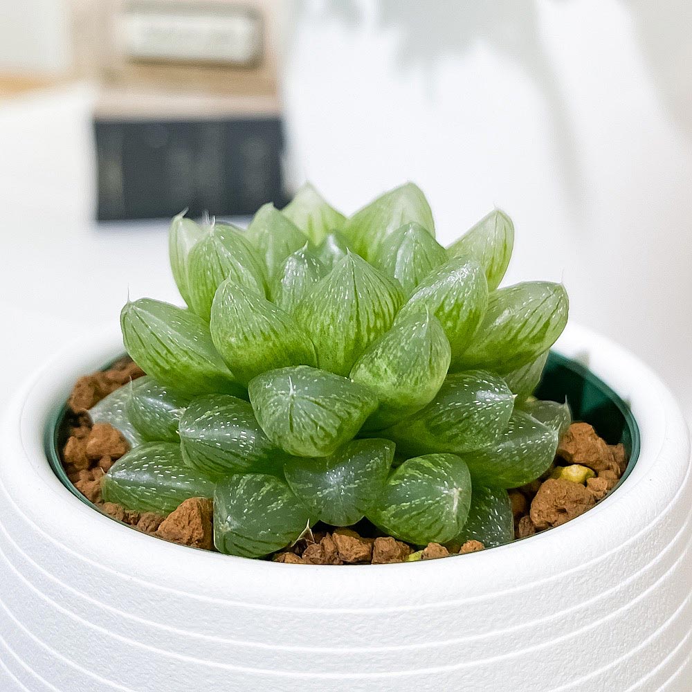 PLANCHU 多肉植物 ハオルチア 光るオブツーサ 3号丸鉢 受け皿付き 育て