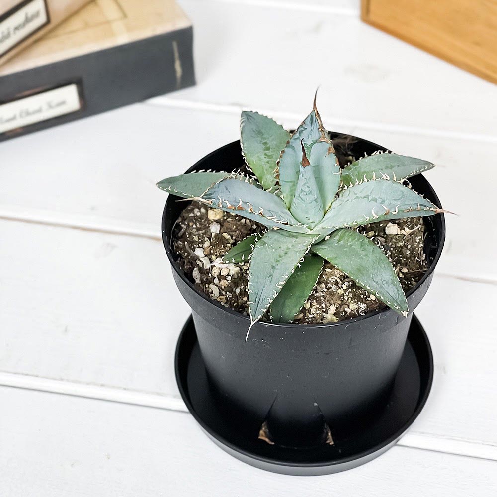 PLANCHU 多肉植物 アガベ チタノタ ライオンズメーン 3.5号スリット鉢