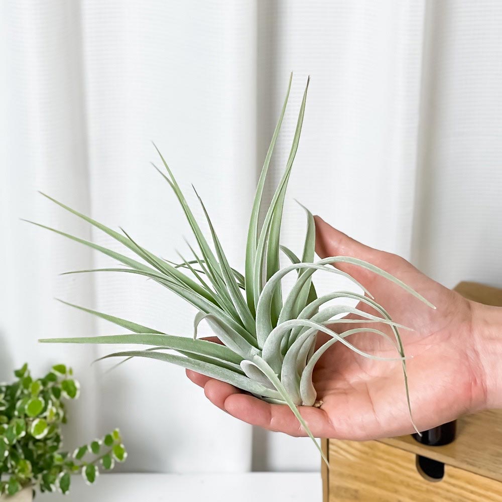 PLANCHU エアプランツ ティランジア ポーリアナ 1株 W20×H16cm前後