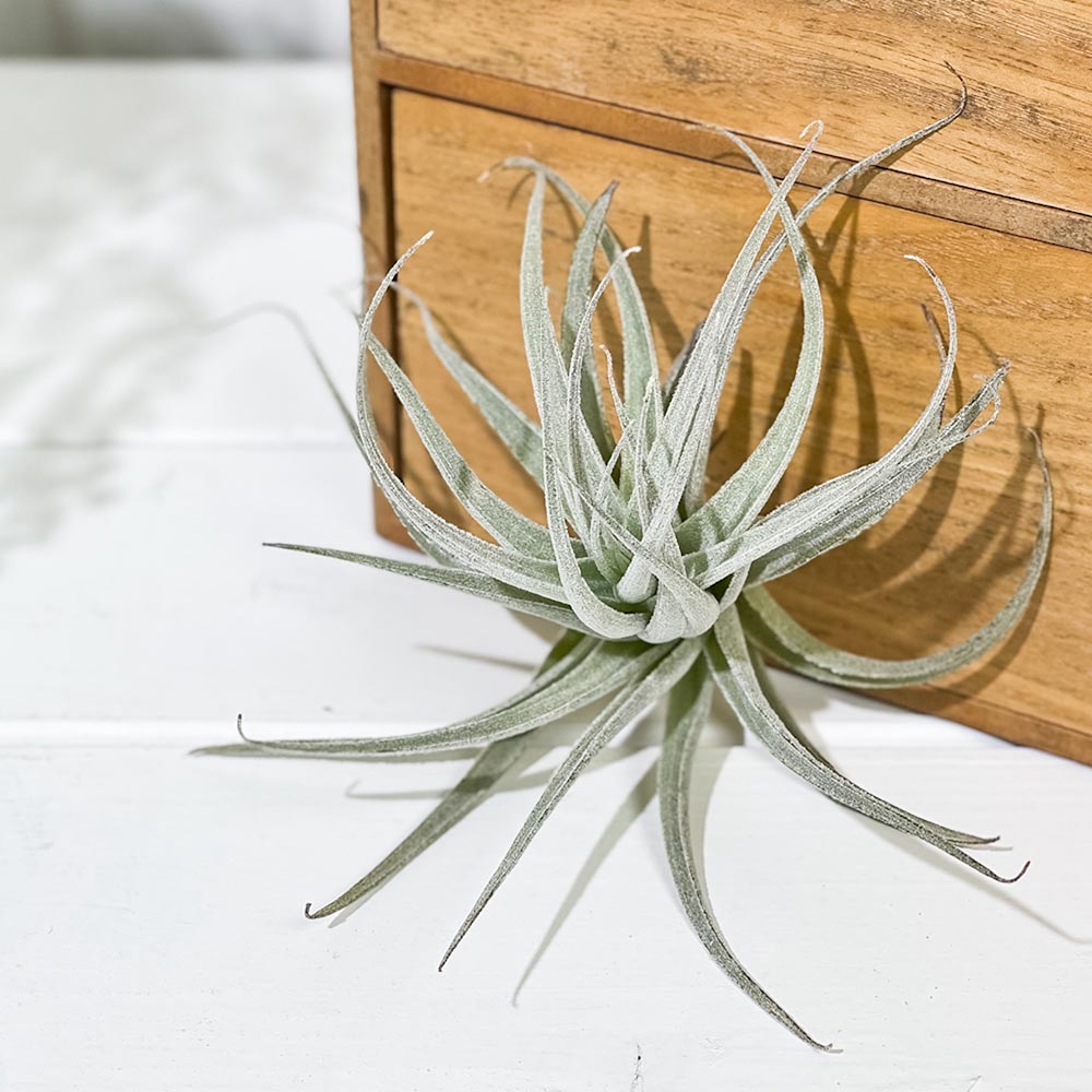 PLANCHU エアプランツ ティランジア レクルビフォリア サブセクンディ