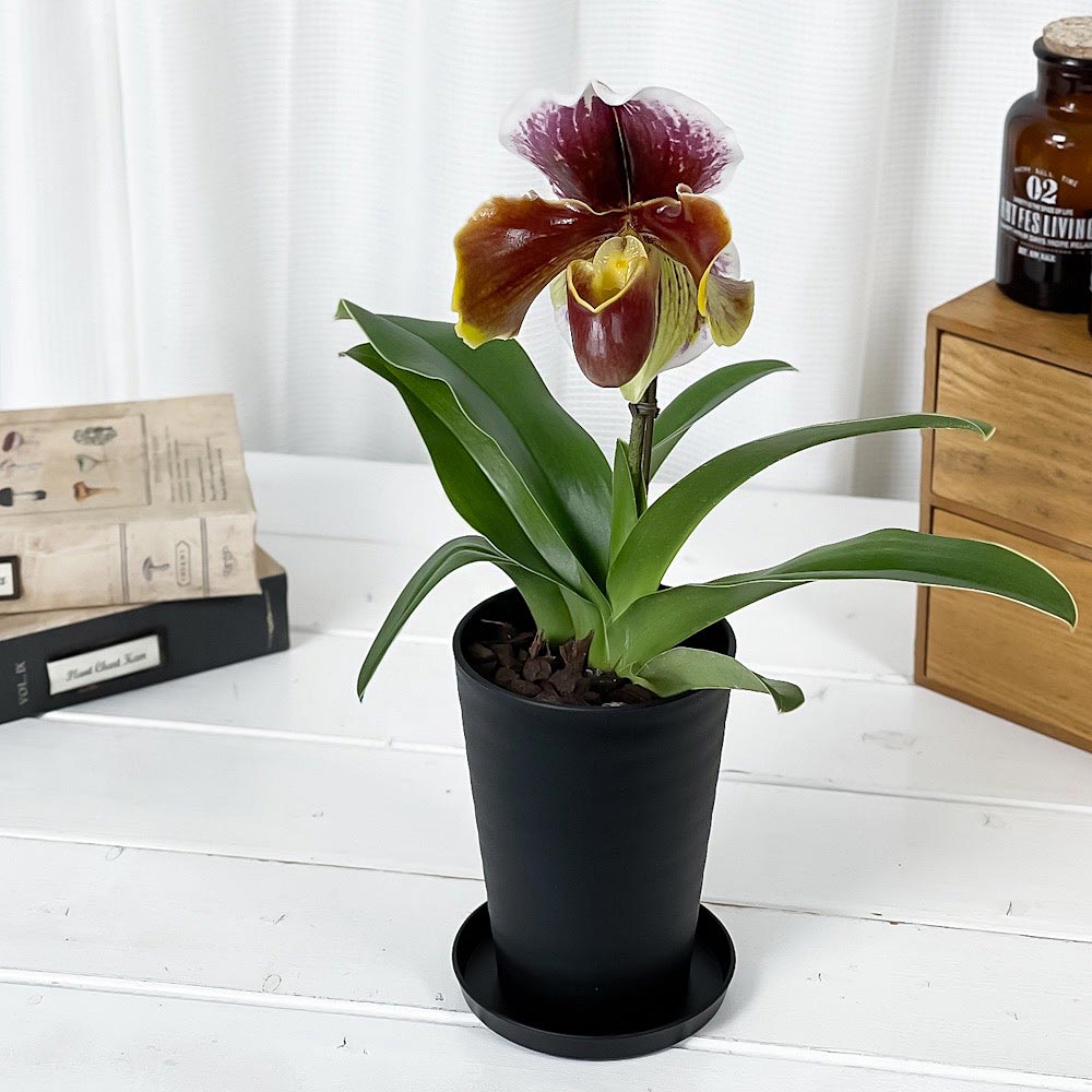 ♡*♡様 洋蘭 6ポット 胡蝶蘭 パフィオペディルム オンシジューム