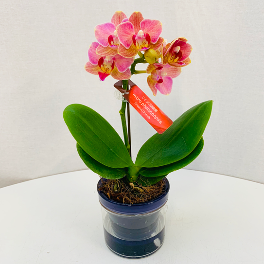 椎名洋ラン園 / 全商品