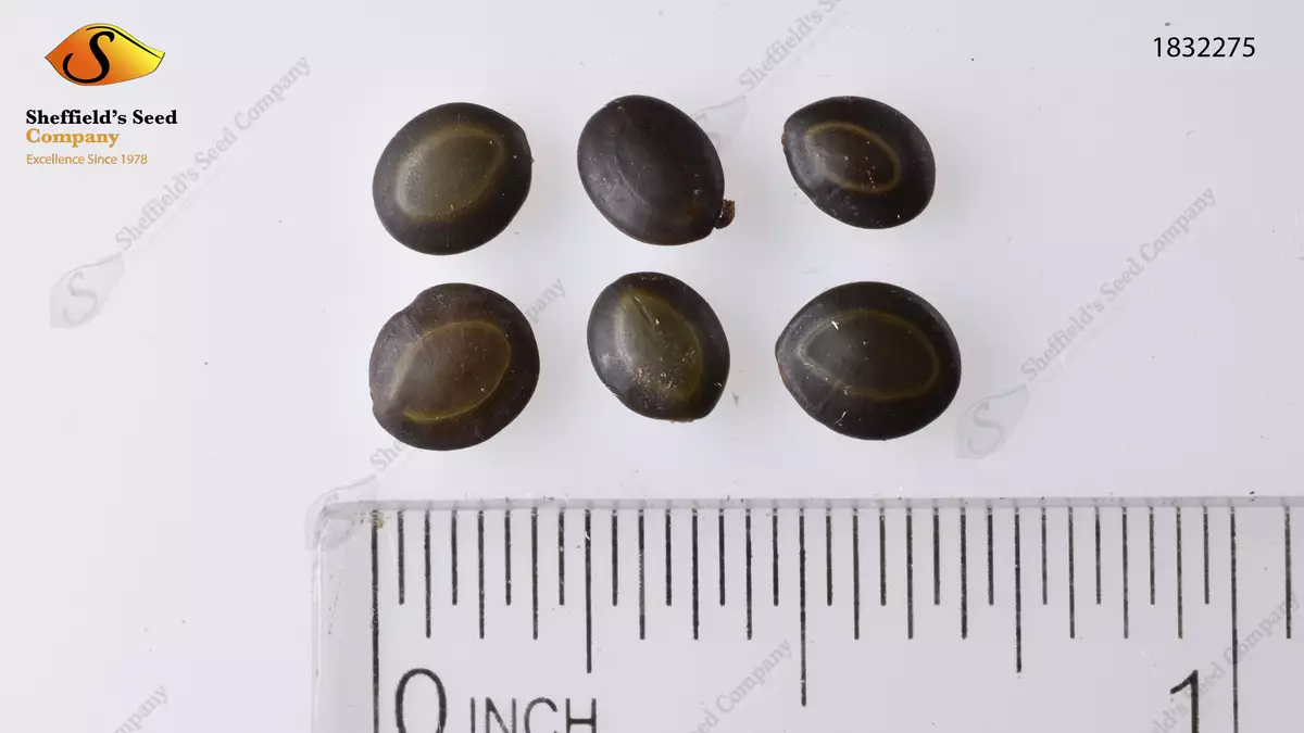 Acacia confusa - Evergreen Leaves,Flowering Tree,Hardwood