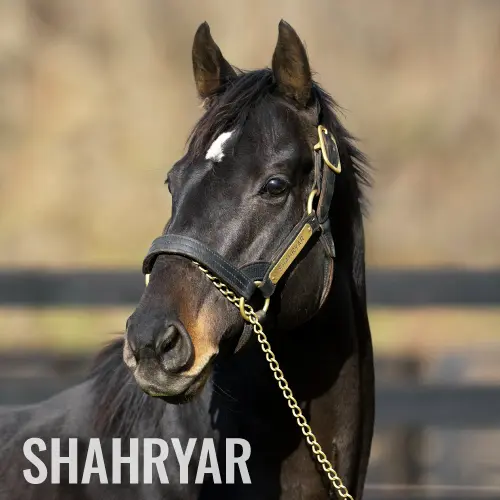 社台スタリオンステーション