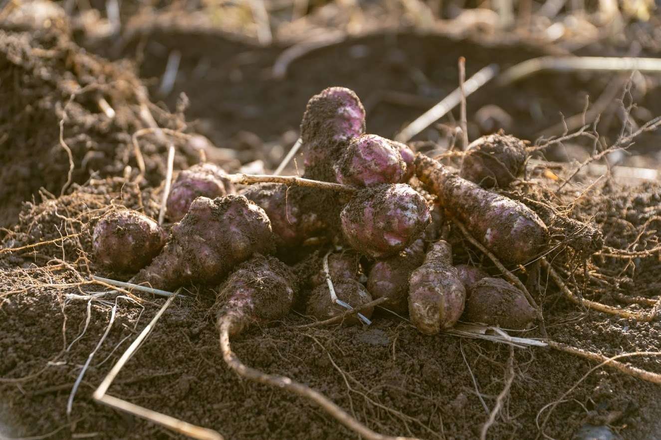 北海道産 菊芋焙煎茶｜食品原料｜シェアシマ