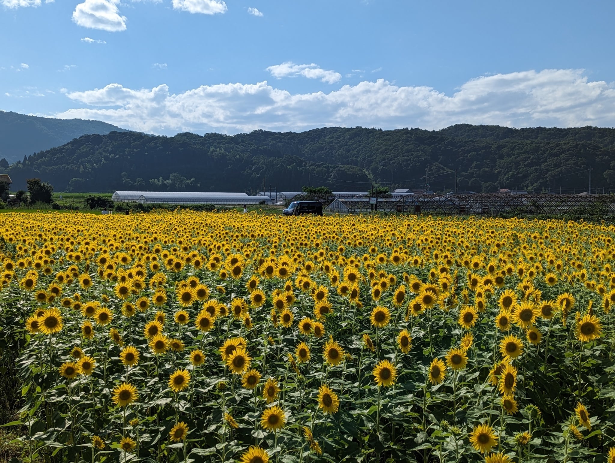 ひまわりが満開です