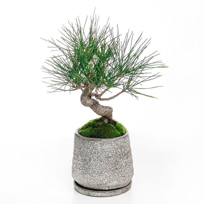 三河黒松 | 株式会社 四季彩グリーン