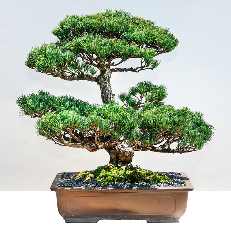 五葉松 | 株式会社 四季彩グリーン