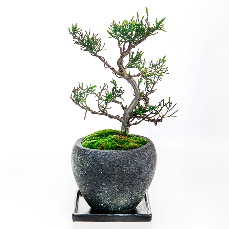 中品 株立 真柏盆栽】 ⭕霜焼け→春には緑色❗ 真