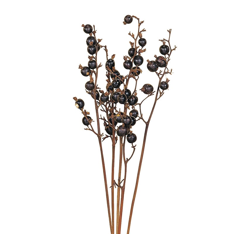 大地農園 ナチュラルドライフラワー ブラックベリー 22060-000 1箱（ご