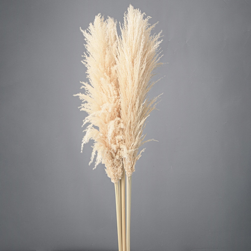 大地農園 ナチュラルドライ パンパス 52230-000 1束（ご注文単位1束