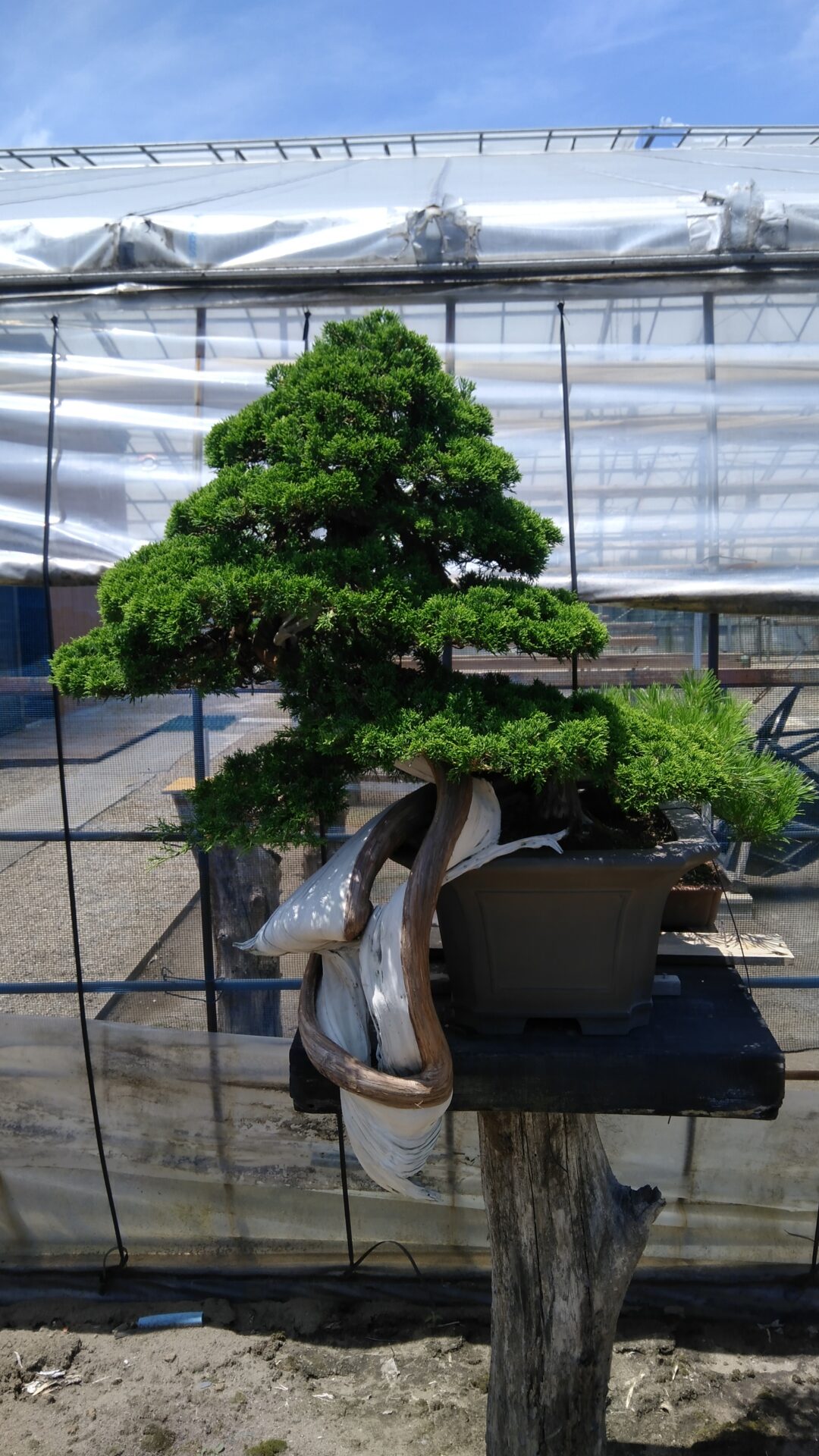 盆栽の樹形を知って、魅力的な世界に足を踏み入れよう！ - 東松島市真