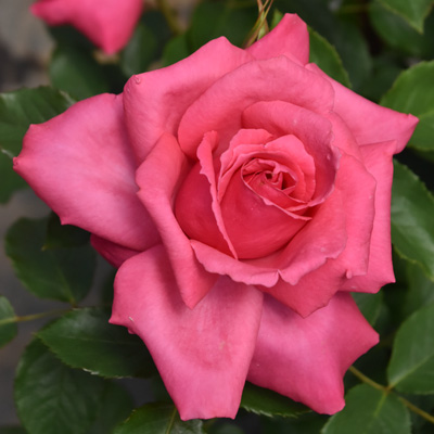 濃いピンク | 篠宮バラ園