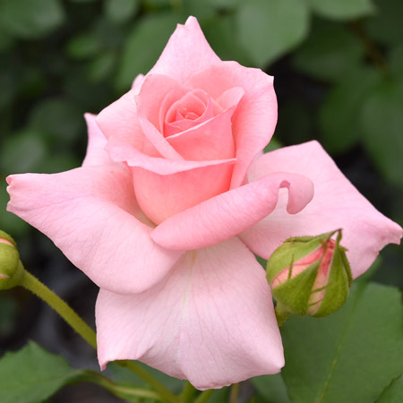 ブライダル ピンク ｜バラ苗の通販の篠宮バラ園