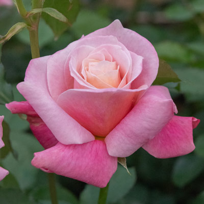 プリンセスミカサ｜バラ苗の通販の篠宮バラ園