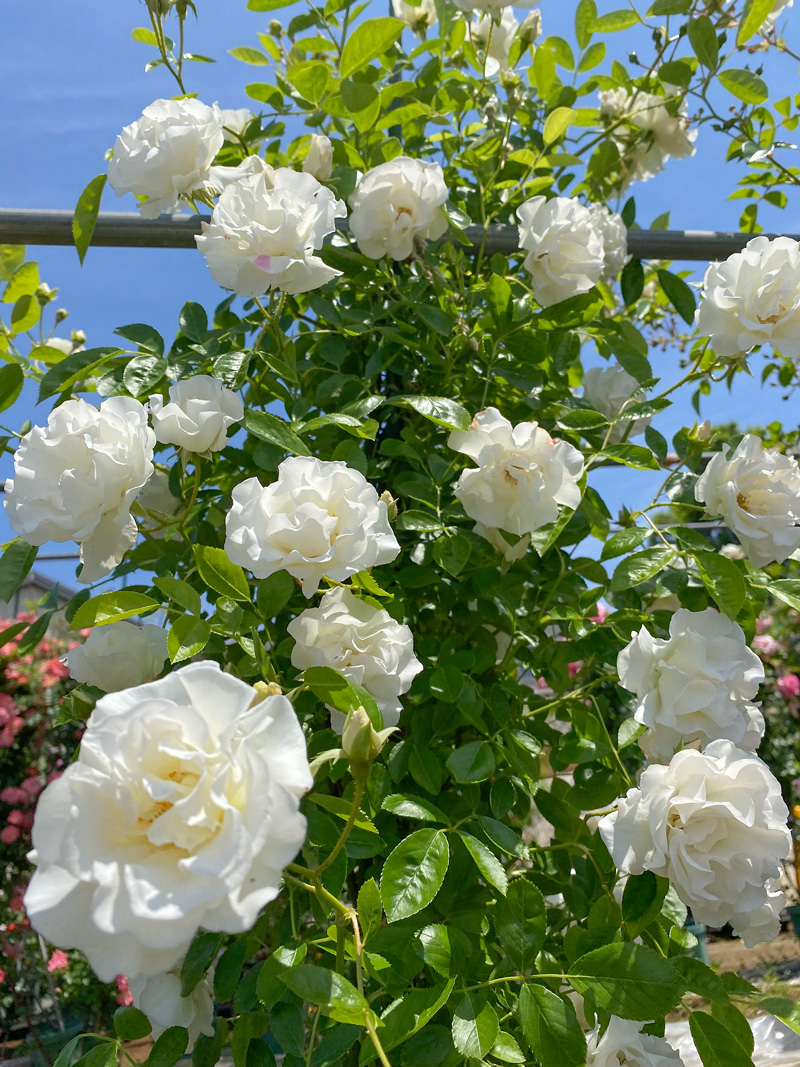 つるサマースノー ｜バラ苗の通販の篠宮バラ園
