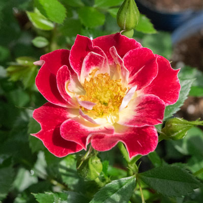 ミニチュア系(MIni) | バラ苗のネット通販の篠宮バラ園