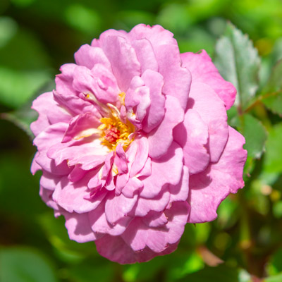 ミニチュア系(MIni) | バラ苗のネット通販の篠宮バラ園