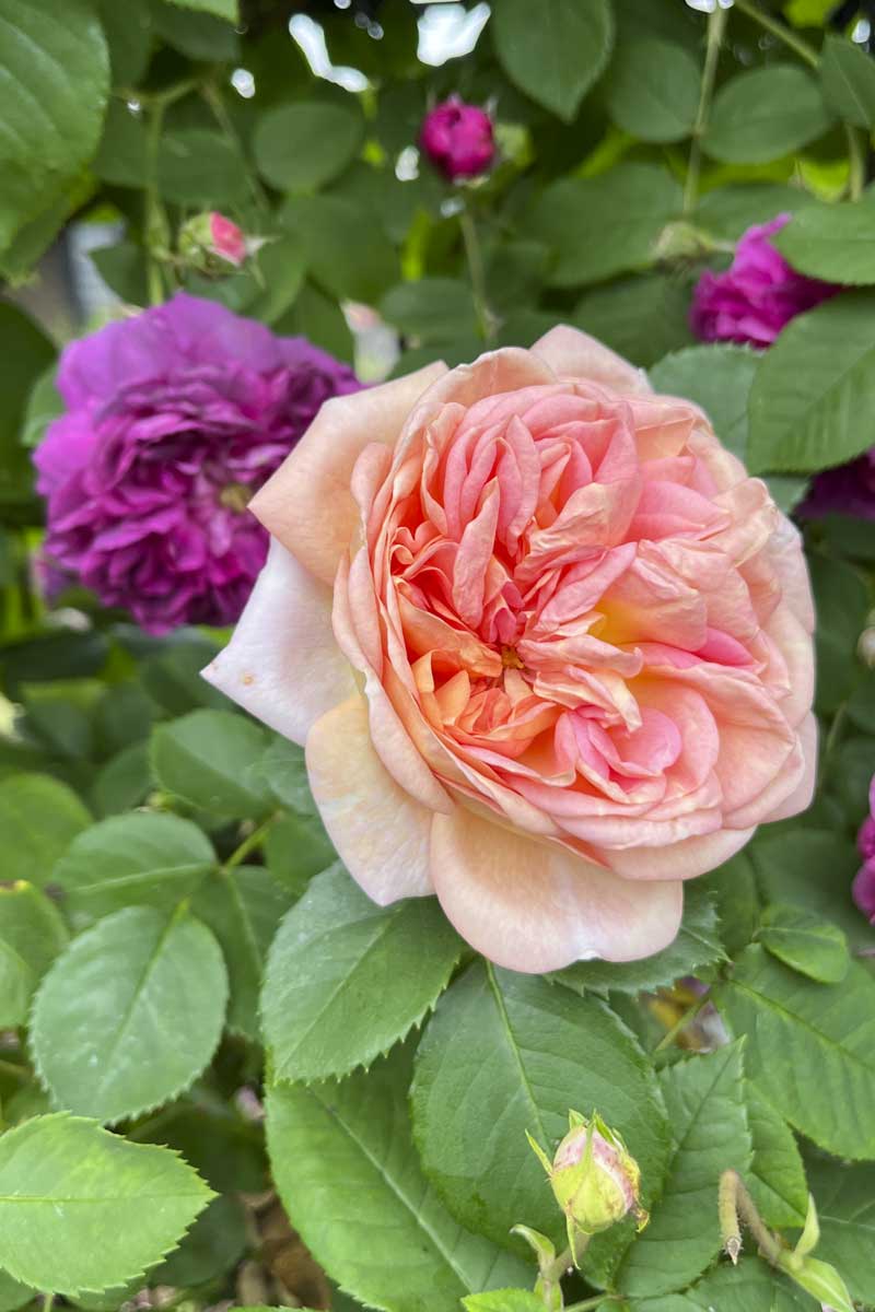 バラ苗 アルンウィック 濃厚なラズベリー香 廃版品種8号鉢 バラ苗