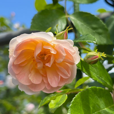 オレンジ | 篠宮バラ園