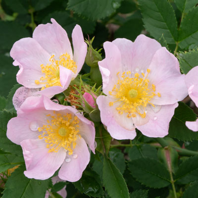 原種 | バラ苗のネット通販の篠宮バラ園