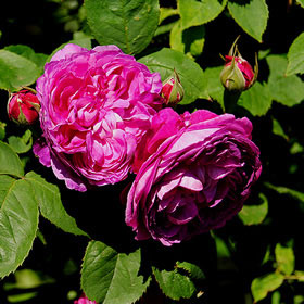 オール ｜バラ苗の通販の篠宮バラ園