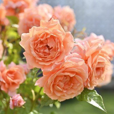 新商品・追加入荷 | バラ苗の通販の篠宮バラ園