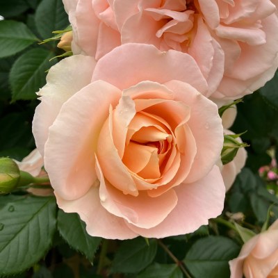 エマ ブリッジウォーター｜バラ苗の通販の篠宮バラ園